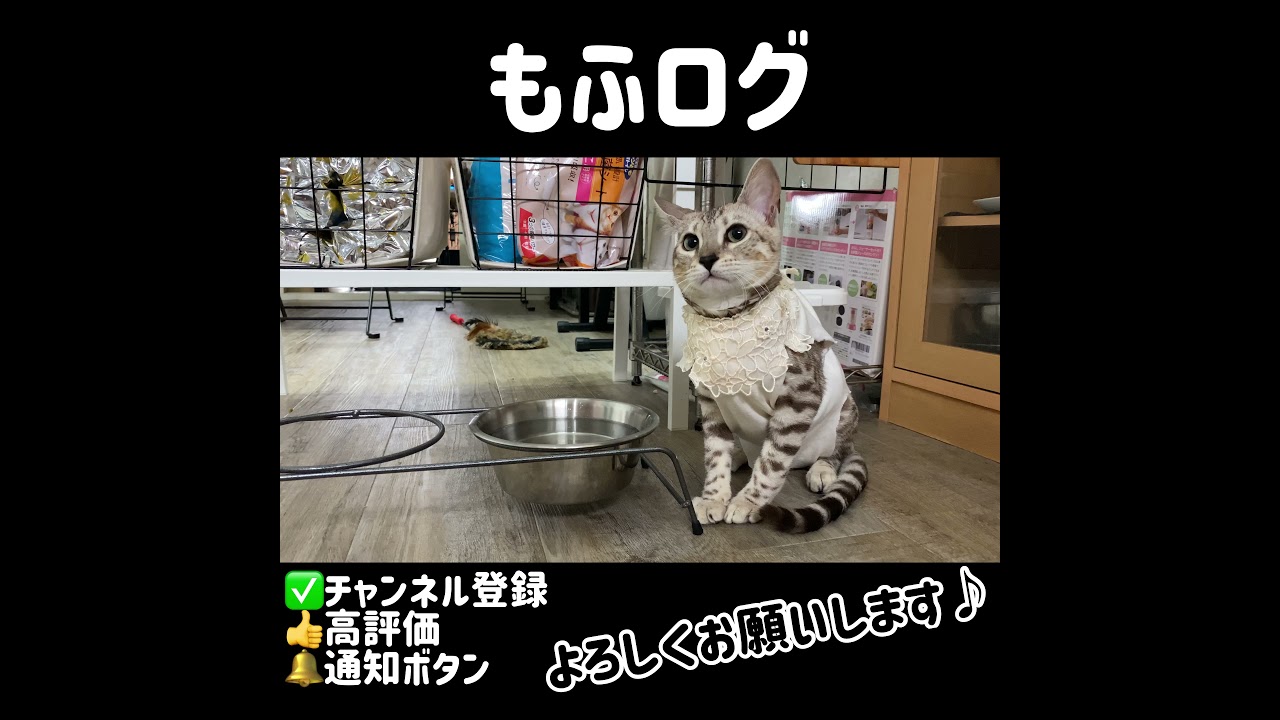 【ベンガル メインクーン】手作りエリザベスウェア(術後服)が似合う子猫が可愛い