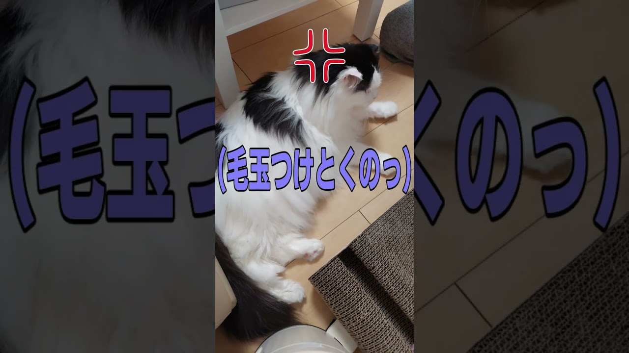 猫の機嫌が悪い時の反応がかわいいw#shorts #cat #Cat #猫  #スコティッシュフォールド