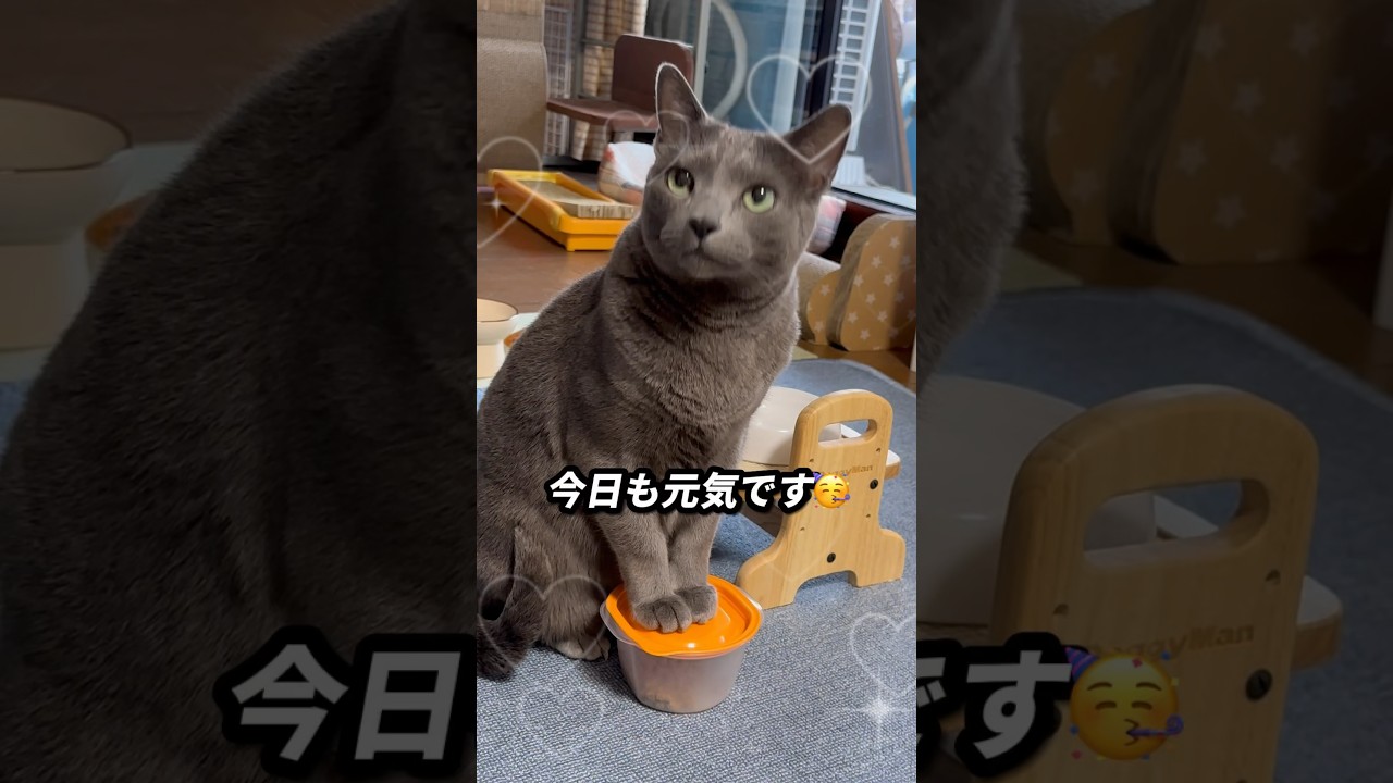 【ロシアンブルー】土曜日の朝です...めろんはいつも通り元気です😊【猫】#shorts