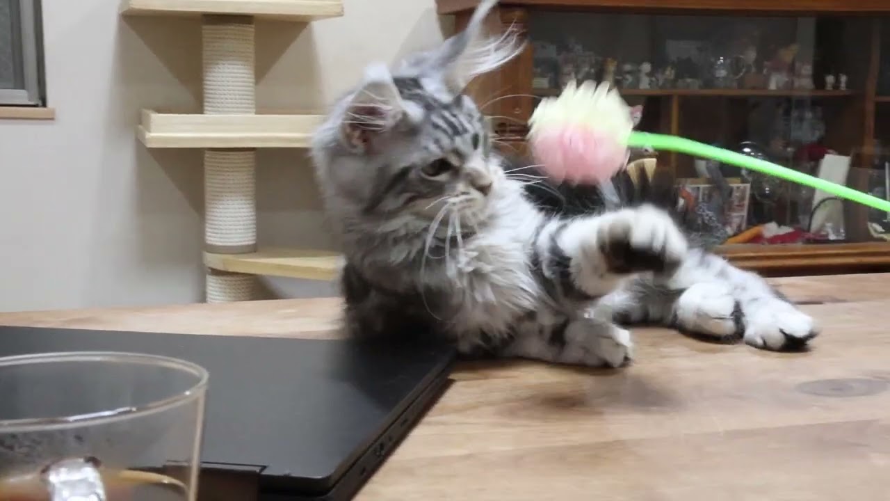 シルバーのメインクーン子猫ルカ君巣立ち