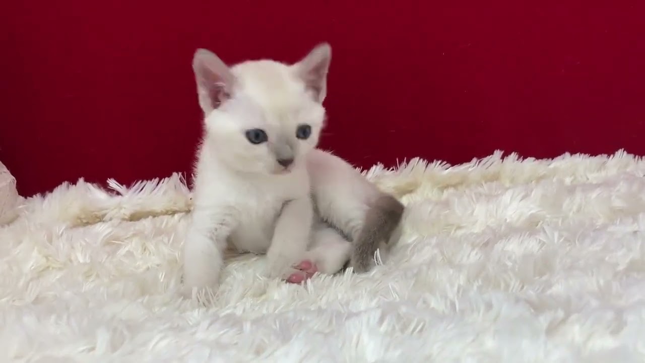 トンキニーズ とっても可愛いプラチナミンクの男の子。