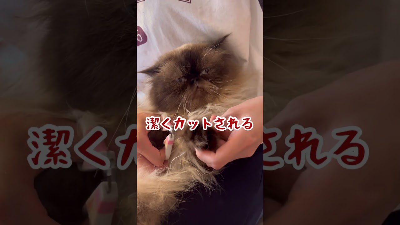 すべてはキミの為 #ヒマラヤン #ねこのいる生活 #ペキプー #犬と猫のいる暮らし