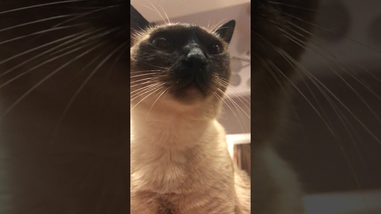 おいしいものがないかクンクンクンクンするトンキニーズなのにゃ♪