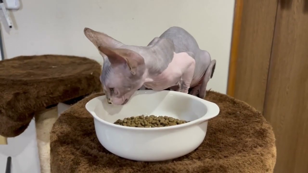 スフィンクス 【ブルータビー&ホワイト】お腹を見せて構って欲しがる甘えん坊です(o´艸`)