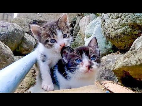 耳に噛み付く子猫の兄弟がかわい過ぎる