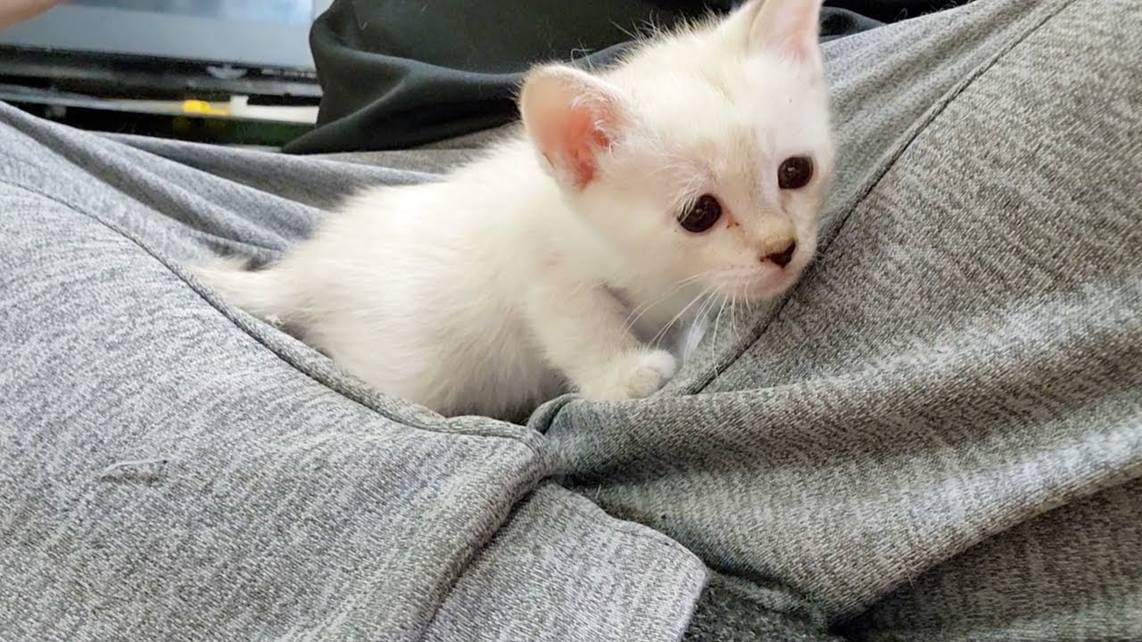 何度も膝の上に戻ってくる子猫に癒されました。