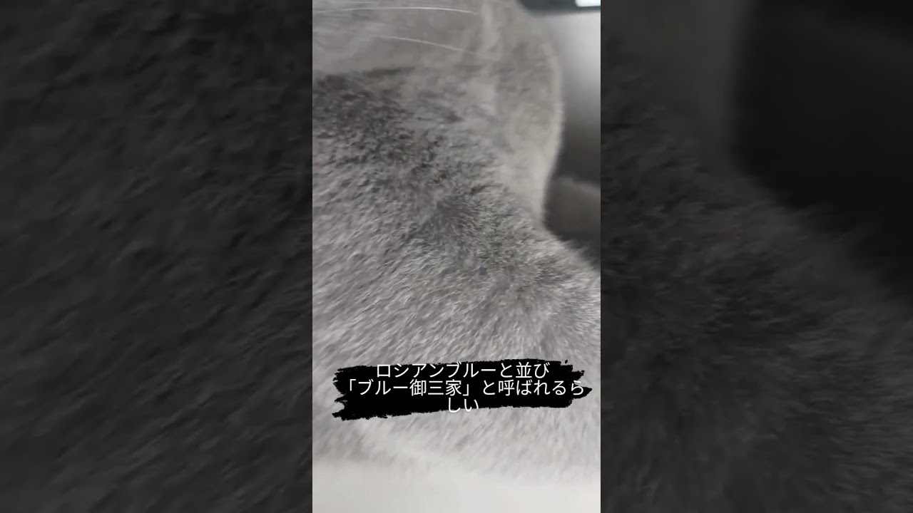 猫のシャルトリューの毛並みを眺める