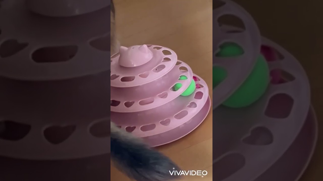 遊び方に多少癖のある仔猫ソマリ