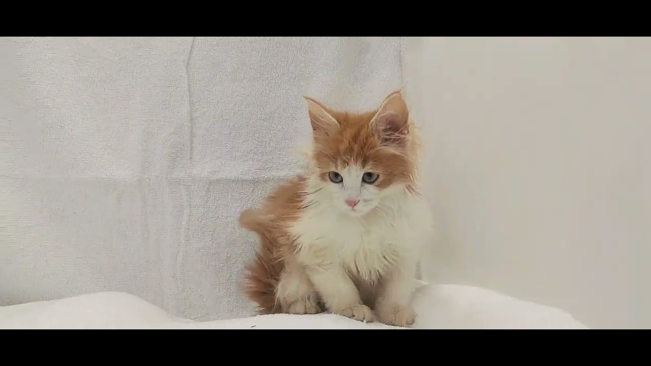 宮城県ペットショップ/ノルウェージャンフォレストキャット