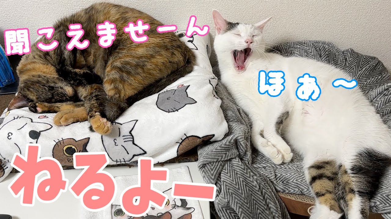 寝る時間にこの2匹を動かすのは大変です…！