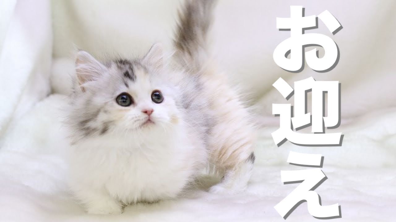 生後2ヶ月の子猫をお迎えしました。これが噂のスコマンチ！【スコティッシュフォールド×マンチカン】｜Kawaii Vlog!Scottish Fold x Munchkin's new kitten!