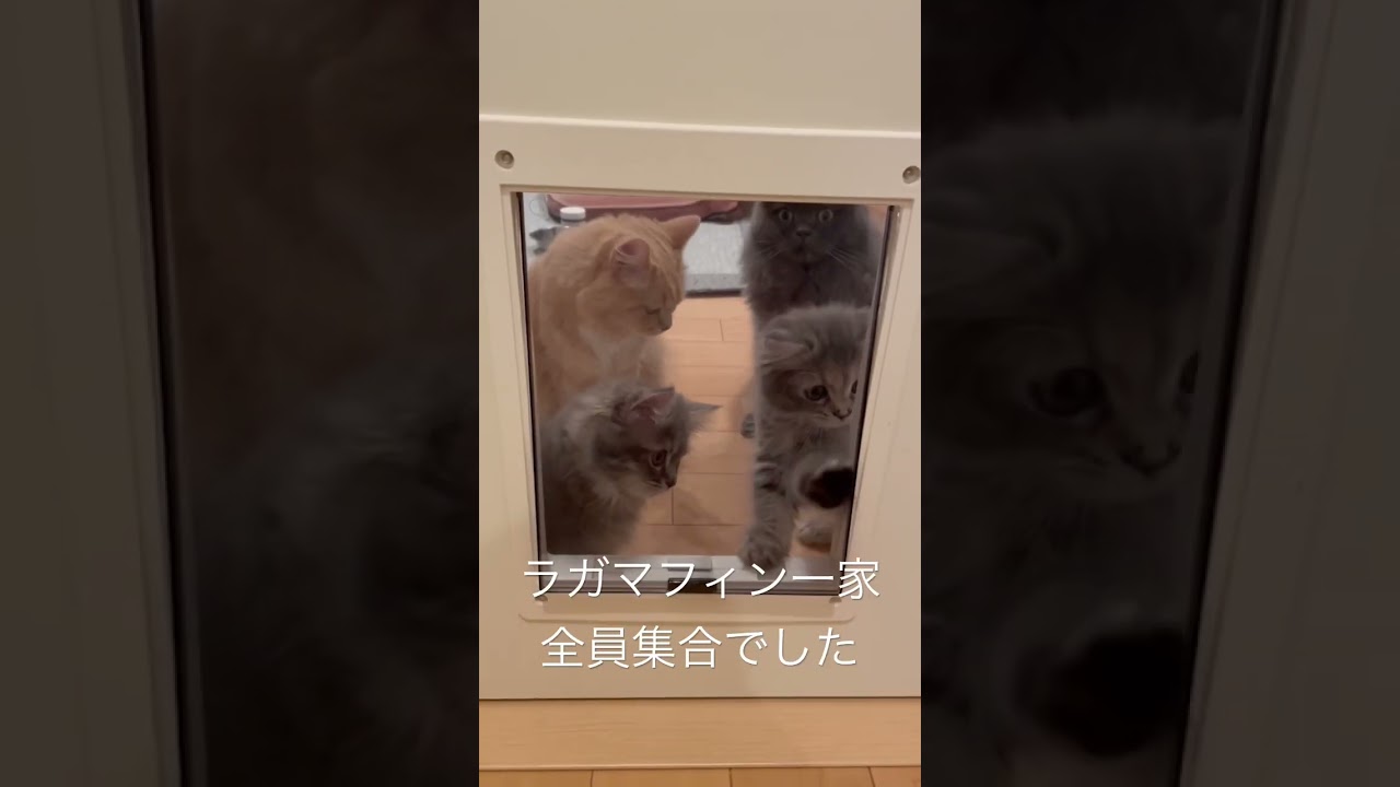 世界の猫窓から… #猫のいる暮らし #ラガマフィン #子猫動画