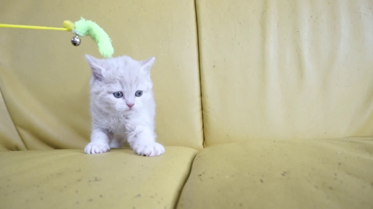 セルカークレックス子猫2019.1.28産まれ　クリーム巻き毛①　シーダキャット猫のお店