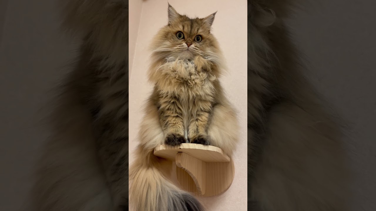 【マツケンサンバ♪】かわいいペルシャ猫【オッレ～♪】