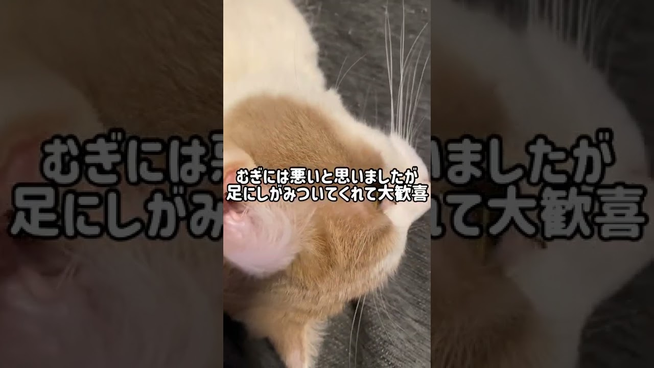 近況報告！【猫と家族の日常】＃Shorts