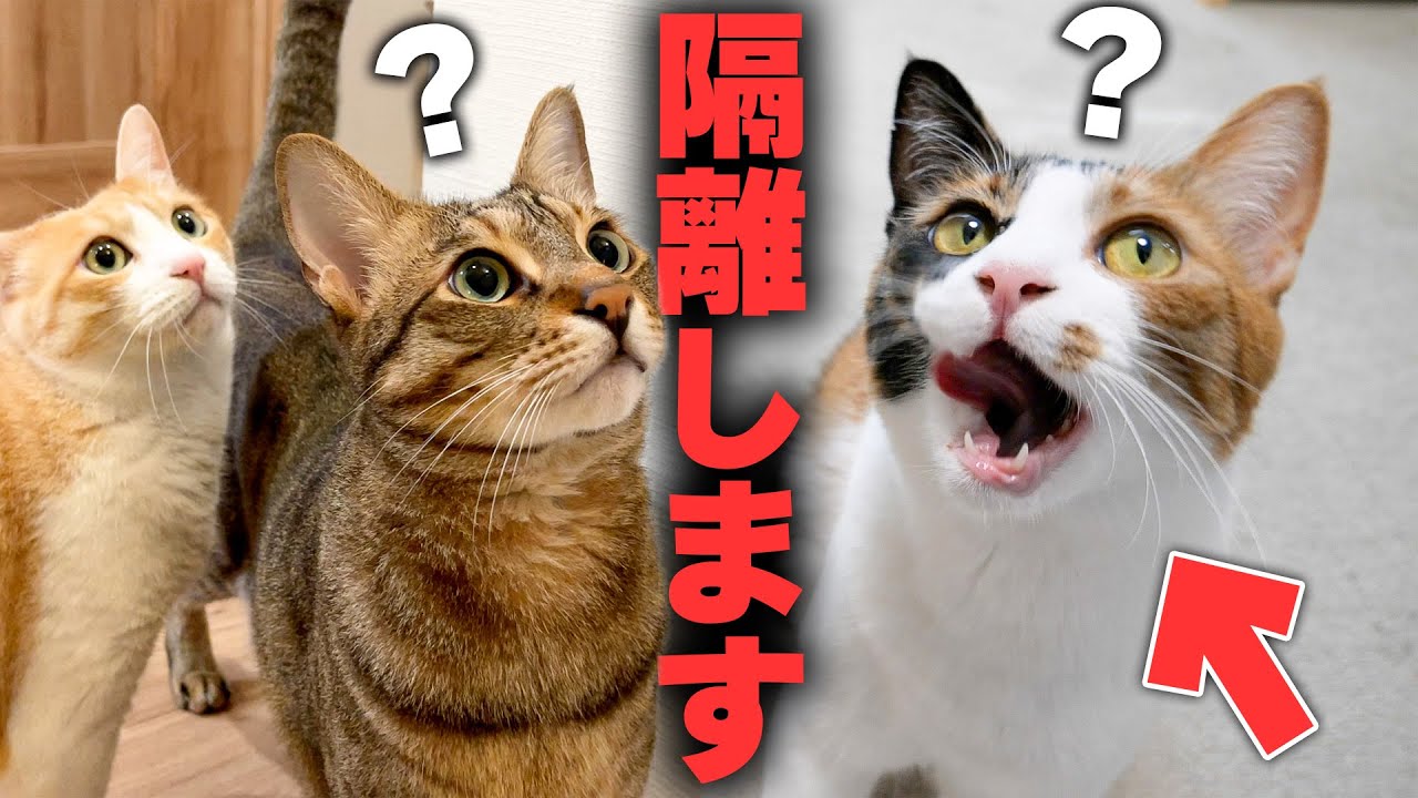 仲良しな猫たちから末っ子だけ隔離して生活することにしました。