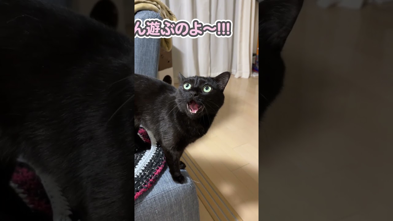 【発狂】「絶対に寝ないわ〜っ！」と超ロングボイスで拒否する猫www