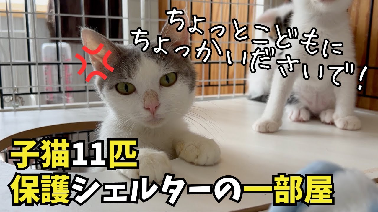 【保護子猫】シェルターの様子をご案内
