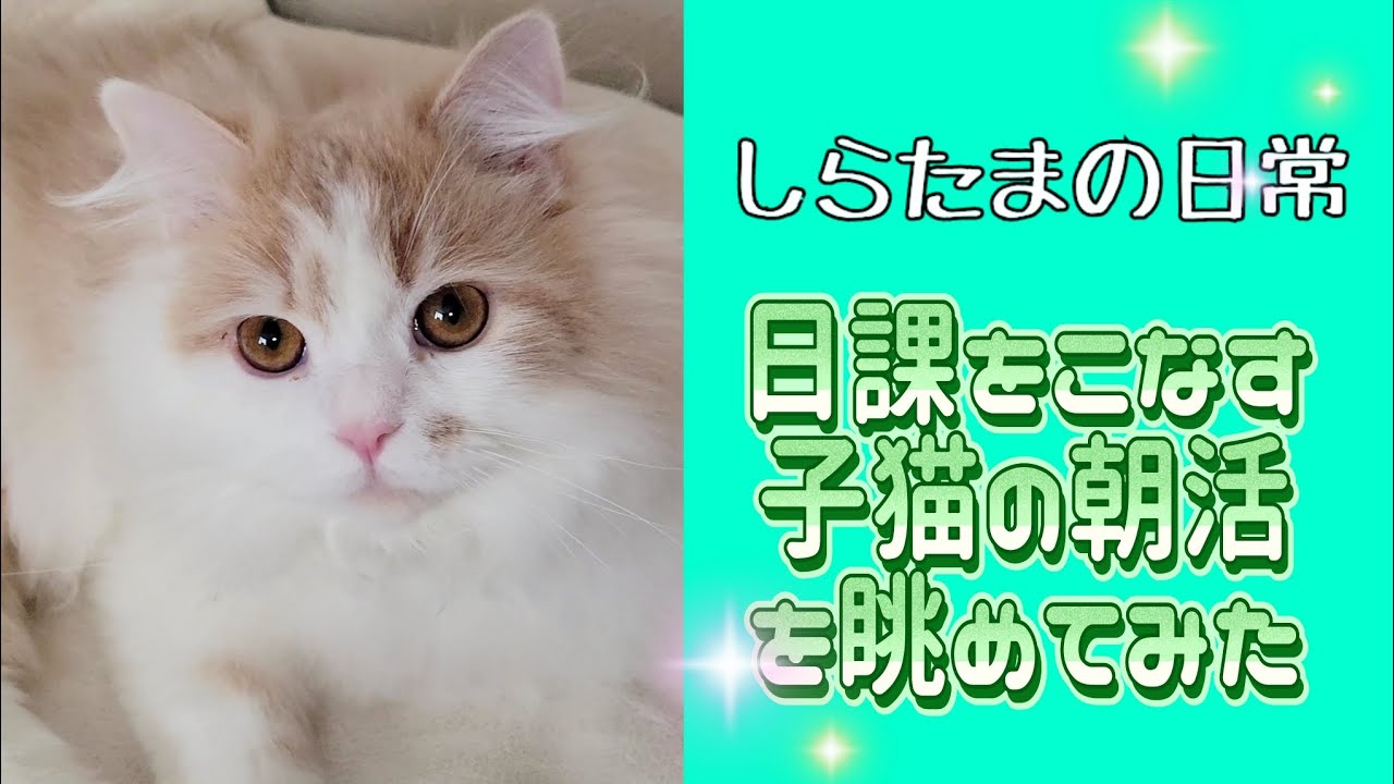しらたまの日常！朝は決まってこのスタイル#ラガマフィン #猫動画 #cat #子猫