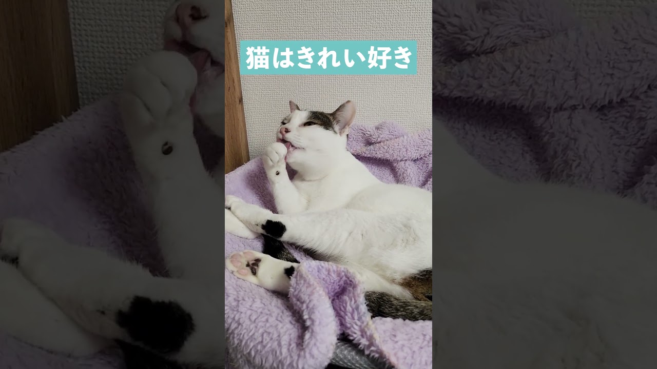 猫のきれい好きがよく分かる動画
