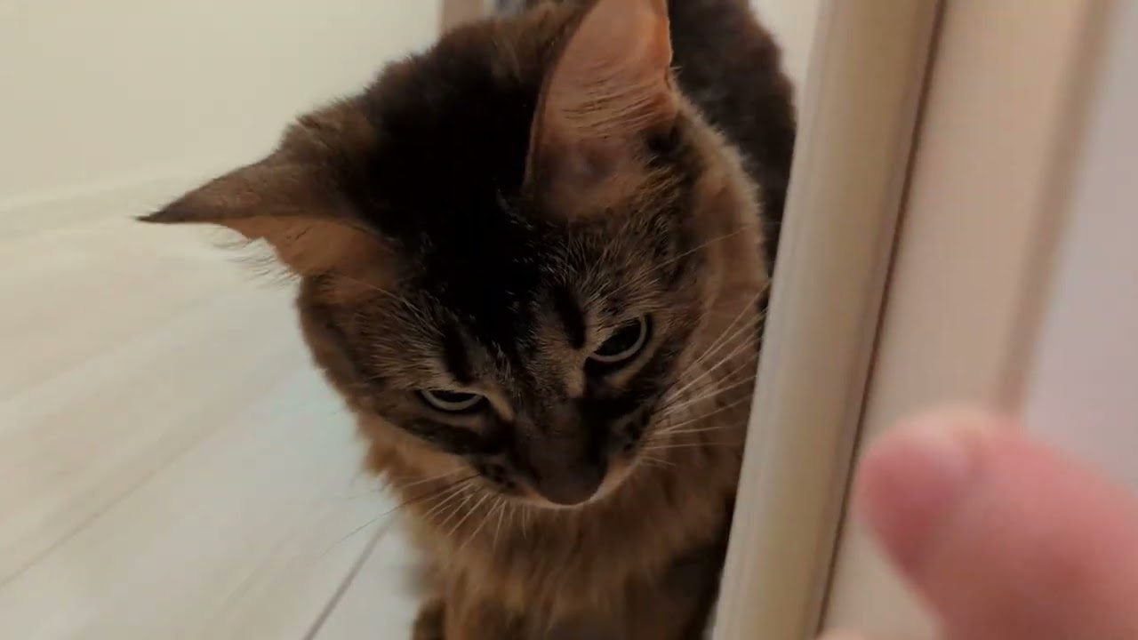 【478日目】廊下で #ソマリ #cat