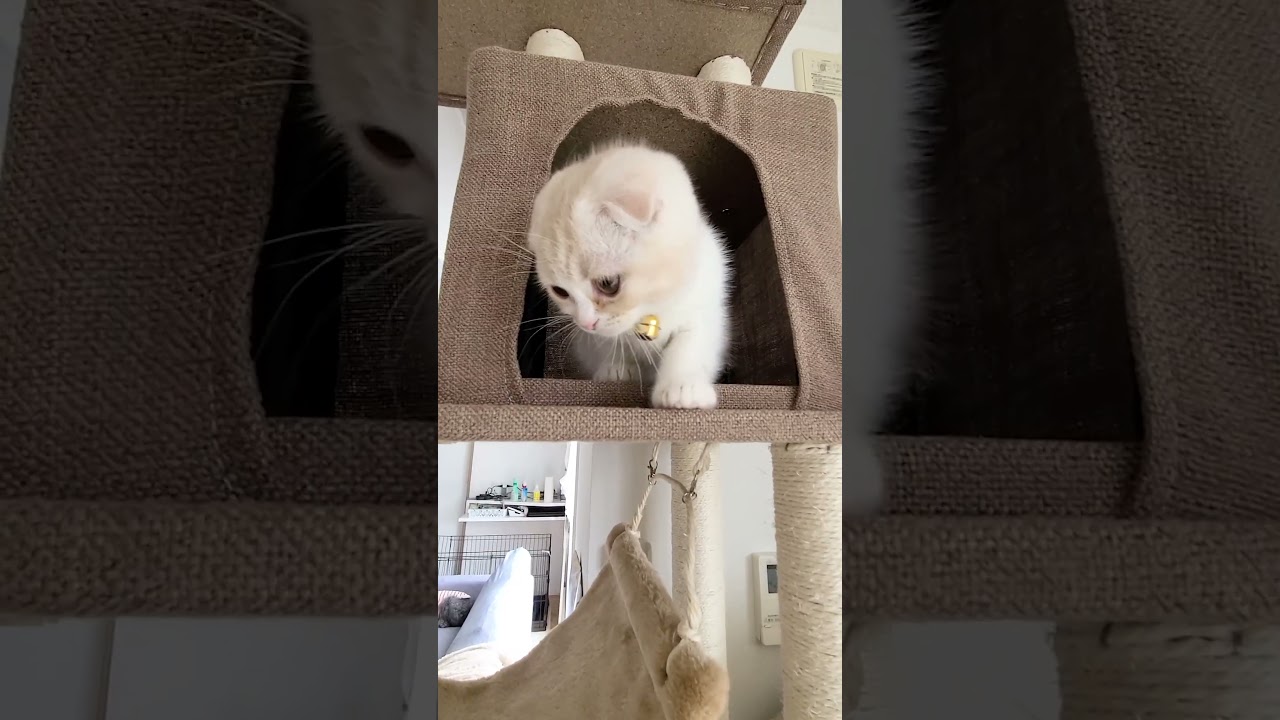 自分で登ったのに降りられなくなった子猫を心配する犬...#shorts