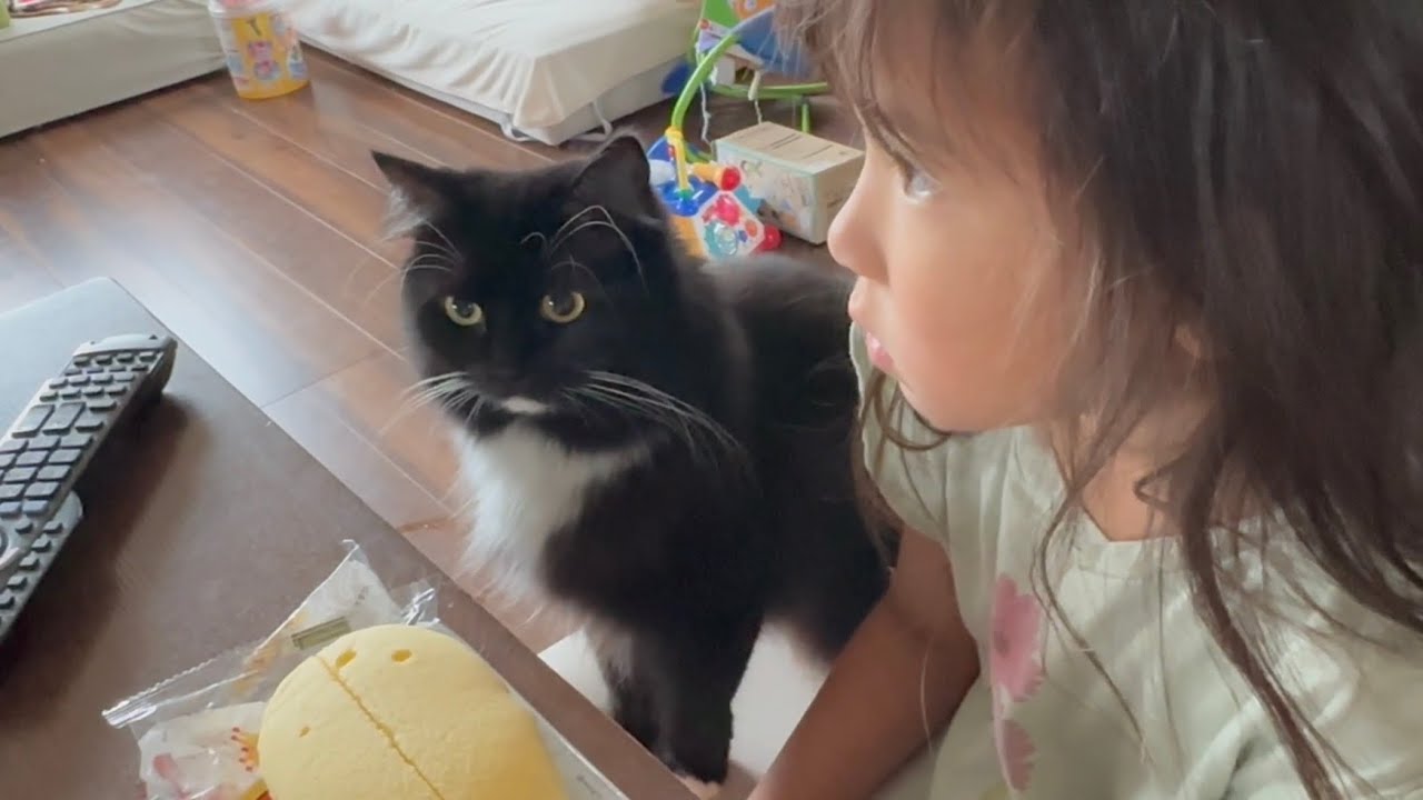 なんだかんだ子供に近付く猫　ラガマフィンA cat approaching a child. Ragamuffin.