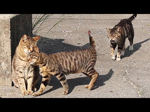 日本の海辺で生きる猫たち ボランティさんからご飯をもらう
