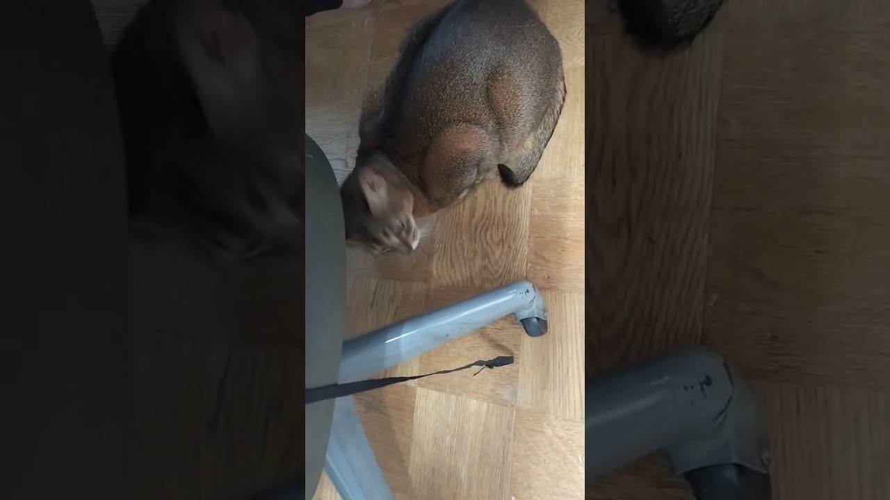 ネコ動画あび#1175　#shorts　あびの毎日　アビシニアン　あびブログ