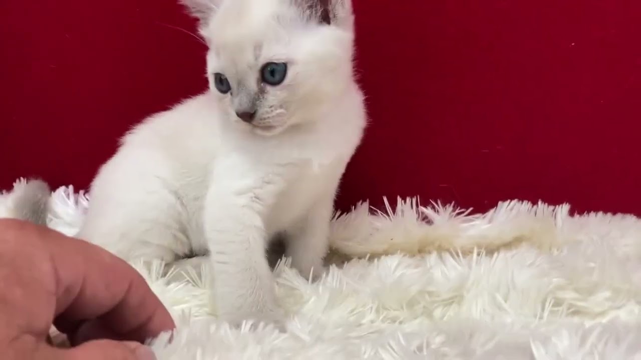 トンキニーズ とっても可愛いプラチナミンクの女の子です。