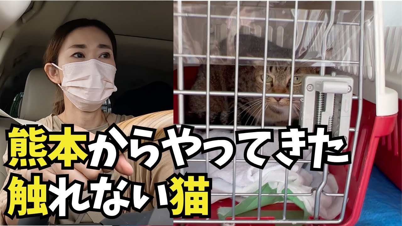 【全く触れなかった猫】昨年熊本からやってきた猫は全く触れる見込みがなかった。その後の状況は？