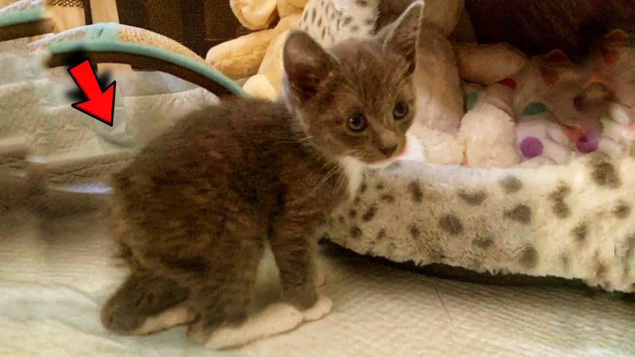 Found a stray kitten without a tail! It turned out that this is an unusual breed