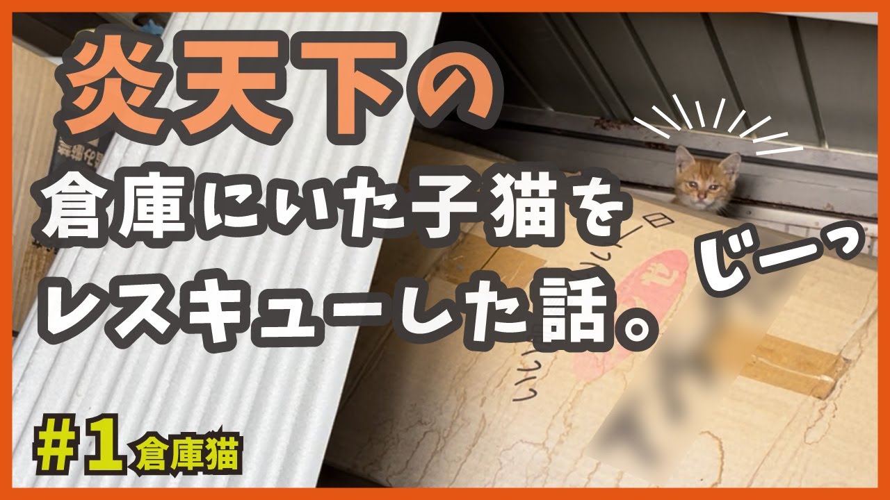 脱出不能になった子猫を炎天下の倉庫からレスキュー！保護したら、全力で懐っこいオモシロにゃんこでした…【倉庫猫・広島弁を喋る猫】/ Rescue a kitten in a storeroom