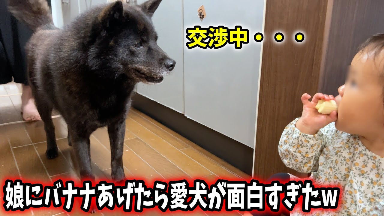 娘にバナナあげたら愛犬が面白すぎたw【１歳児と甲斐犬一休】