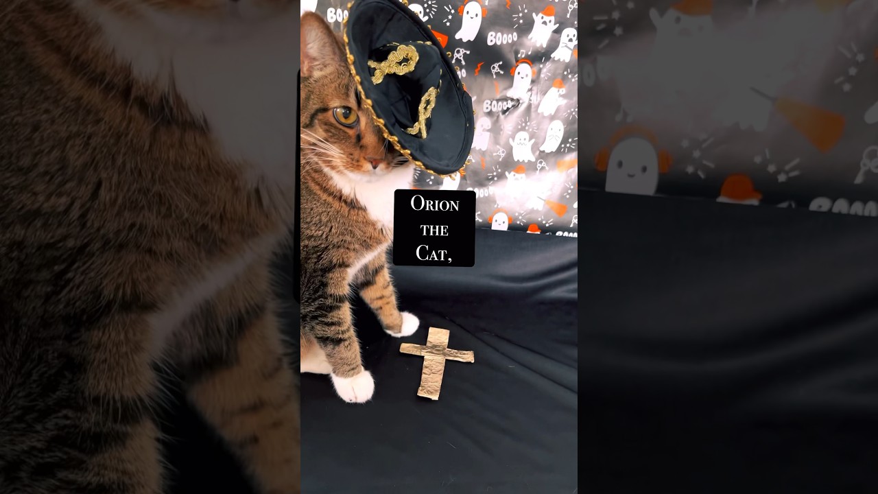 Orion the Vampire Cat Slayer Meets His Match! 🧛🏻#shorts