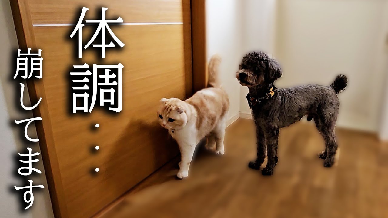体調不良でトイレで倒れてないか心配して猫と犬がこうなってました...