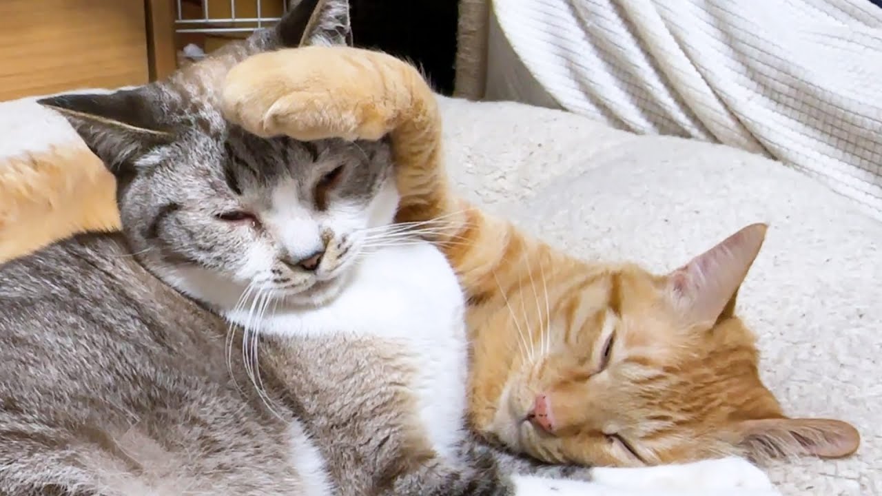 すごく眠いのに妹猫の頭に手を置こうとする猫が可愛すぎました