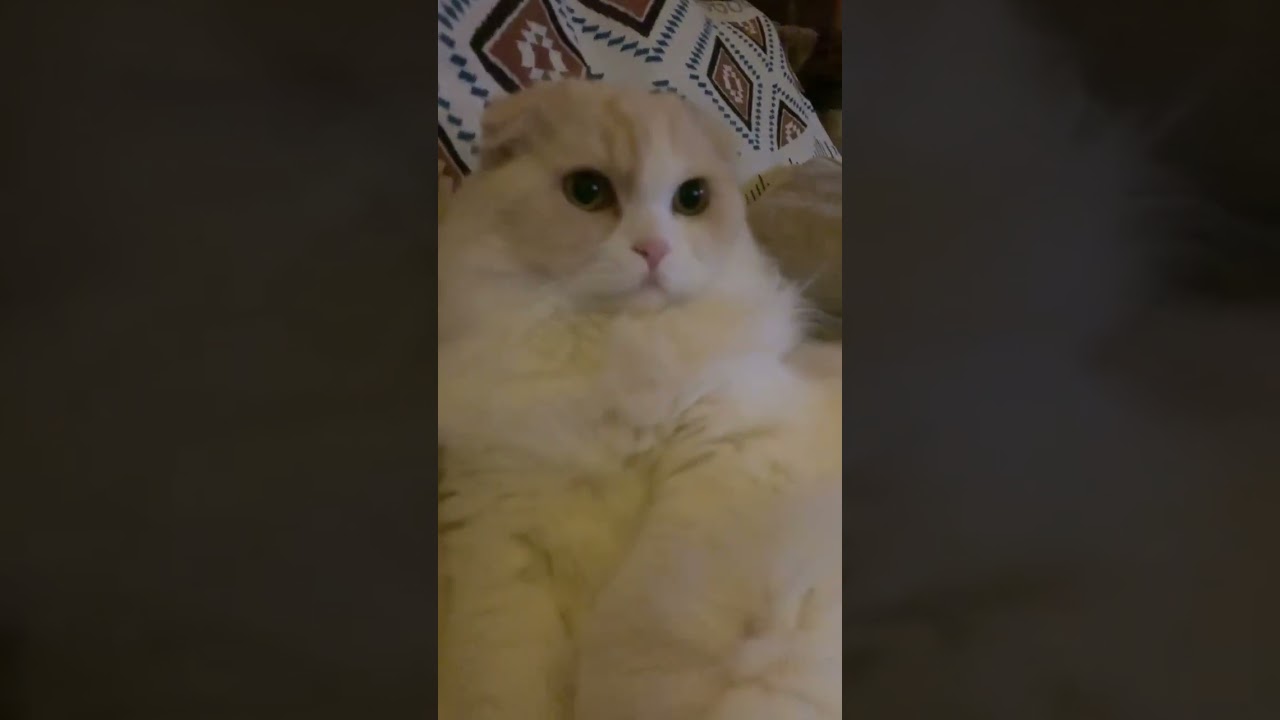 調子のって触ってたら‥シャー💢って‥ #スコティッシュフォールド #もふもふ #怖い猫 #おこりんぼ @minamin.ch.2022