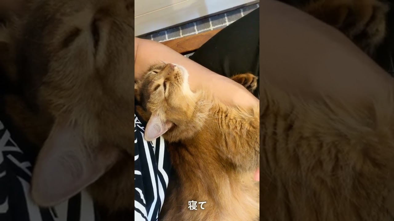 #208　ソマリ・すやすや・動画