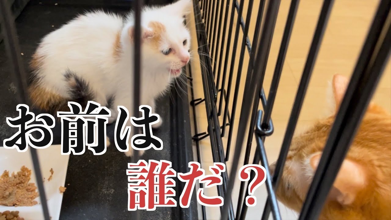 初めての子猫を見て、固まる猫www