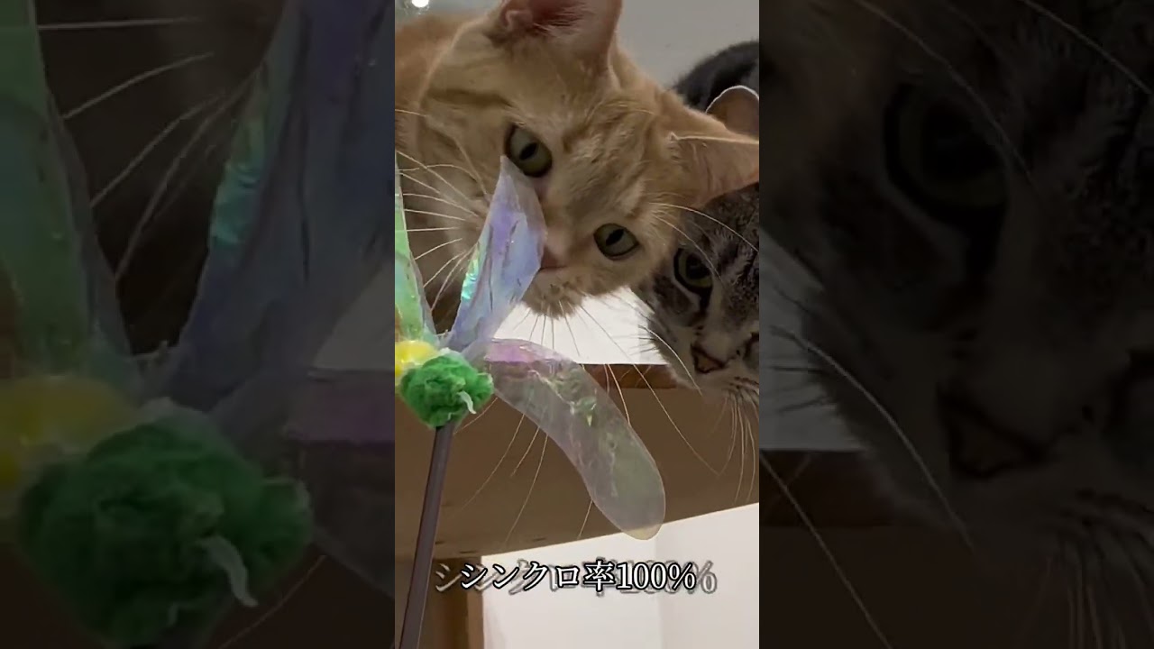 いっしょ #アメリカンショートヘア #アメショ #猫 #ねこ動画 #ねこかわいい #猫好きさんと繋がりたい #ねこ部 #猫のいる暮らし #猫のいる生活 #猫好き #ペットモデル大募集 #shorts