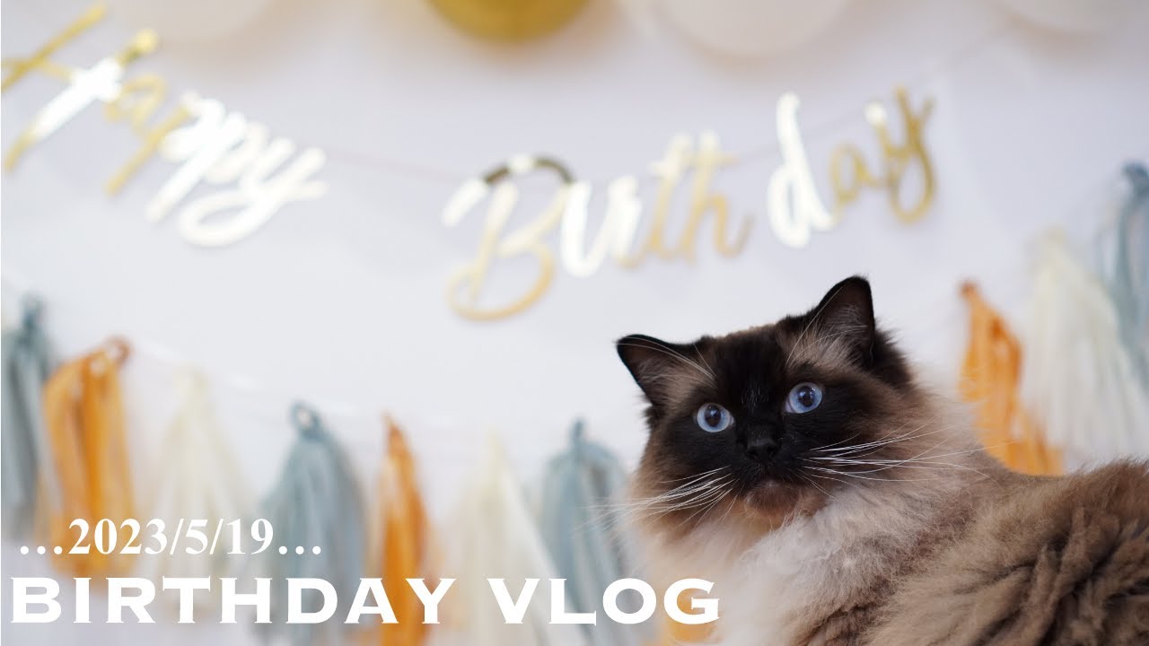 【誕生日】ラグドール猫の３歳の誕生日パーティ🎉｜ネコの誕生日プレゼント【おめでとう！】