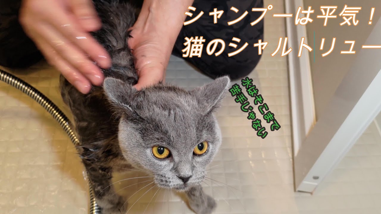 シャンプーは平気！猫のシャルトリュー