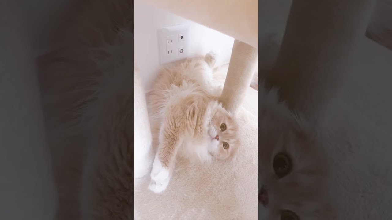 【スコティッシュフォールド】換毛期のモフモフ猫🐈