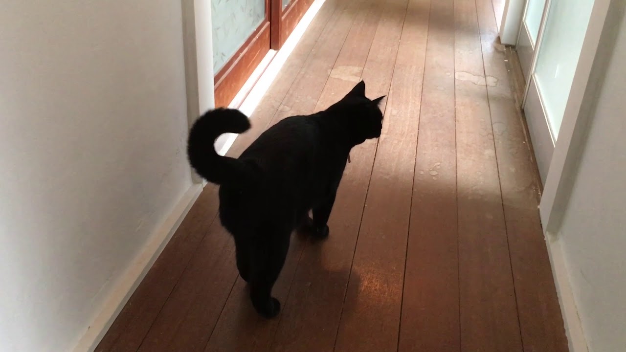 黒猫寅次郎のかわいい鳴き声 ☆ Black　bombay cat（黒のボンベイ猫）