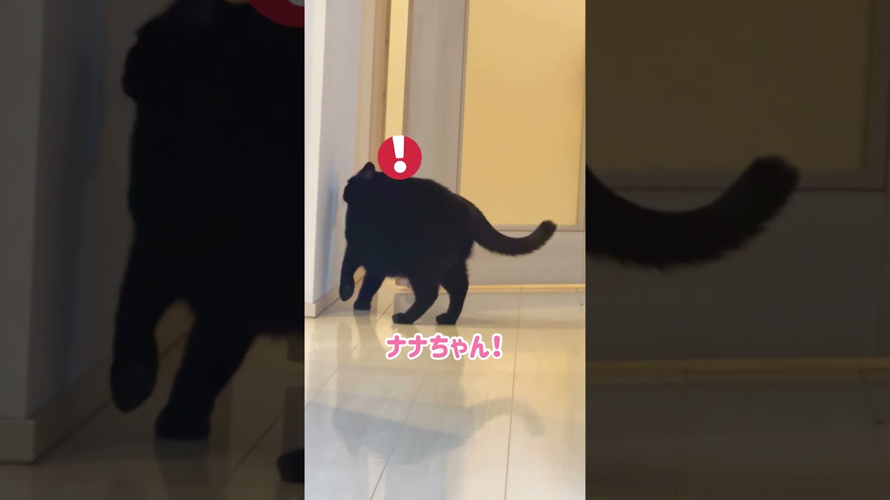 反抗期な黒猫さん #shorts