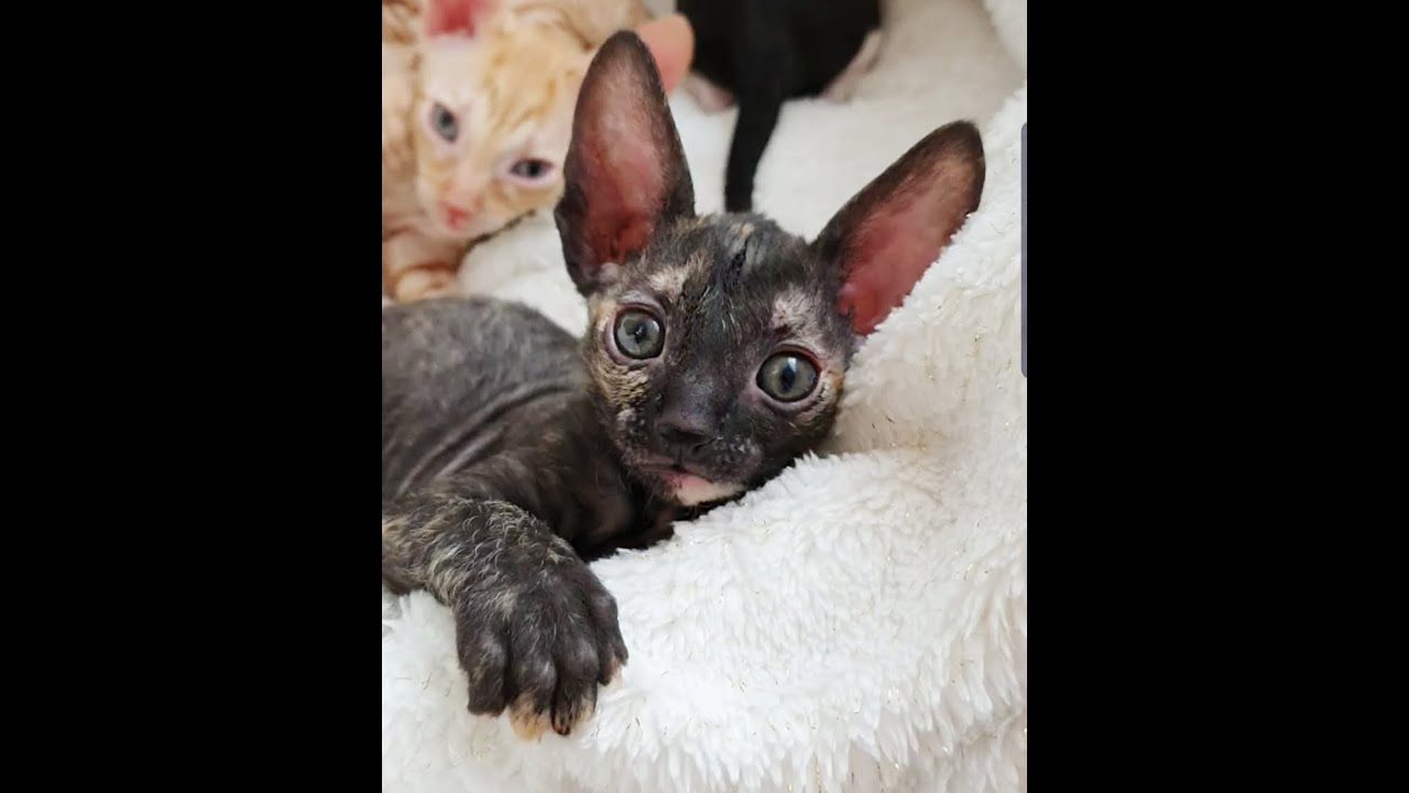 Cornish Rex Kitten in colour black tortie !!! Attention,  she is too cute!