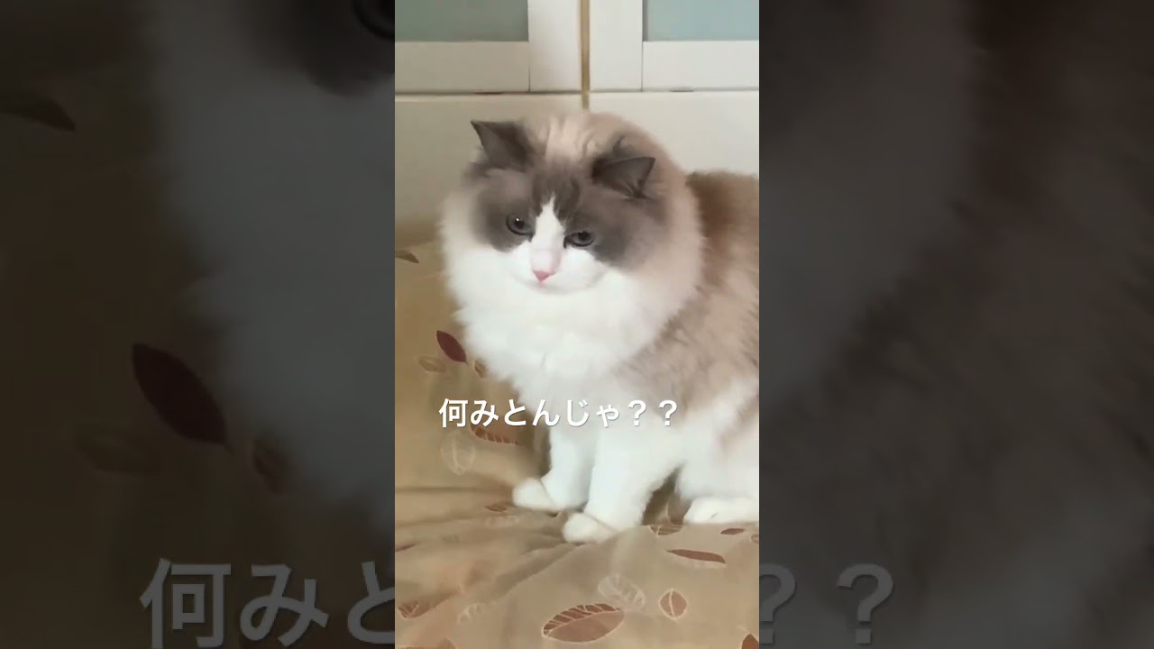 こんな顔もかわいい😍 #ラグドール#ぬいぐるみ#もふもふ#精一杯の怖い顔@minamin.ch.2022