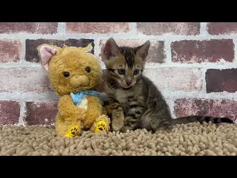 ベンガル　♂ 3/26