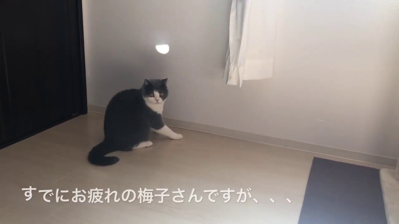2019/05 17　セルカークレックスの梅子vol.344